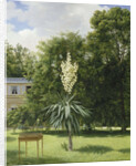 Yucca Gloriosa in the Park at Neuilly, 1845 by Anonymous