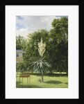 Yucca Gloriosa in the Park at Neuilly, 1845 by Anonymous