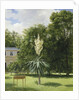 Yucca Gloriosa in the Park at Neuilly, 1845 by Anonymous