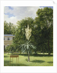Yucca Gloriosa in the Park at Neuilly, 1845 by Anonymous
