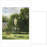 Yucca Gloriosa in the Park at Neuilly, 1845 by Anonymous