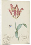 Study of a tulip (Admiral Pottebacker) and a fly, 1620-1629 by Anonymous