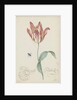 Study of a tulip (Admiral Pottebacker) and a fly, 1620-1629 by Anonymous