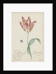 Study of a tulip (Admiral Pottebacker) and a fly, 1620-1629 by Anonymous