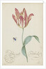 Study of a tulip (Admiral Pottebacker) and a fly, 1620-1629 by Anonymous