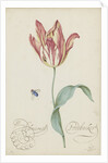Study of a tulip (Admiral Pottebacker) and a fly, 1620-1629 by Anonymous