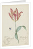 Study of a tulip (Admiral Pottebacker) and a fly, 1620-1629 by Anonymous