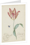 Study of a tulip (Admiral Pottebacker) and a fly, 1620-1629 by Anonymous