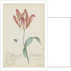 Study of a tulip (Admiral Pottebacker) and a fly, 1620-1629 by Anonymous