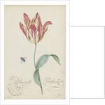 Study of a tulip (Admiral Pottebacker) and a fly, 1620-1629 by Anonymous