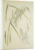 Study of grass. From: Le Japon Artistique. Documents dart et dindustrie réunis, May 1888, 1845 by Anonymous
