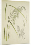 Study of grass. From: Le Japon Artistique. Documents dart et dindustrie réunis, May 1888, 1845 by Anonymous