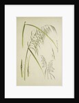 Study of grass. From: Le Japon Artistique. Documents dart et dindustrie réunis, May 1888, 1845 by Anonymous