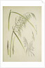Study of grass. From: Le Japon Artistique. Documents dart et dindustrie réunis, May 1888, 1845 by Anonymous