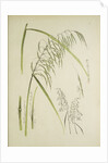 Study of grass. From: Le Japon Artistique. Documents dart et dindustrie réunis, May 1888, 1845 by Anonymous