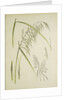 Study of grass. From: Le Japon Artistique. Documents dart et dindustrie réunis, May 1888, 1845 by Anonymous