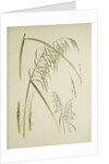 Study of grass. From: Le Japon Artistique. Documents dart et dindustrie réunis, May 1888, 1845 by Anonymous