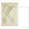 Study of grass. From: Le Japon Artistique. Documents dart et dindustrie réunis, May 1888, 1845 by Anonymous