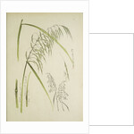 Study of grass. From: Le Japon Artistique. Documents dart et dindustrie réunis, May 1888, 1845 by Anonymous
