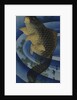 Carp (Koi), c. 1830-1840 by Anonymous