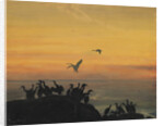 Cormorants by sunset, by Anonymous