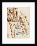 Écorché with Portrait of Andreas Vesalius, 1545 by Anonymous