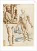 Écorché with Portrait of Andreas Vesalius, 1545 by Anonymous