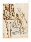 Écorché with Portrait of Andreas Vesalius, 1545 by Anonymous