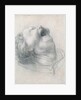 Head of a screaming child, ca 1515-1520 by Anonymous
