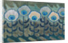 Peacock pattern, 1909 by Anonymous