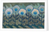 Peacock pattern, 1909 by Anonymous