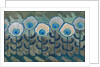 Peacock pattern, 1909 by Anonymous