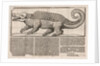 Popular print with representation of a Crocodile, 1563 by Anonymous