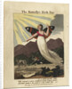 Title page from The Butterflys Birthday, St. Valentines Day, and Madam Whales Ball, 1808 by Anonymous
