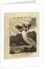 Title page from The Butterflys Birthday, St. Valentines Day, and Madam Whales Ball, 1808 by Anonymous