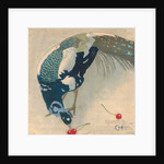 White-Spotted Peacock, 1906 by Anonymous