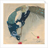 White-Spotted Peacock, 1906 by Anonymous
