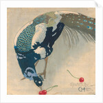 White-Spotted Peacock, 1906 by Anonymous