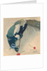 White-Spotted Peacock, 1906 by Anonymous