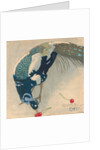 White-Spotted Peacock, 1906 by Anonymous
