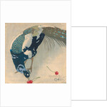 White-Spotted Peacock, 1906 by Anonymous