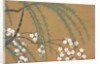 Yanagi Sakura by Anonymous