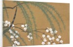 Yanagi Sakura by Anonymous