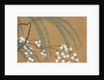 Yanagi Sakura by Anonymous