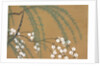 Yanagi Sakura by Anonymous