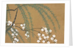 Yanagi Sakura by Anonymous