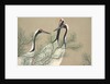 Tsuru by Anonymous