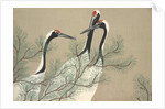 Tsuru by Anonymous