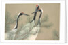 Tsuru by Anonymous
