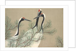 Tsuru by Anonymous
